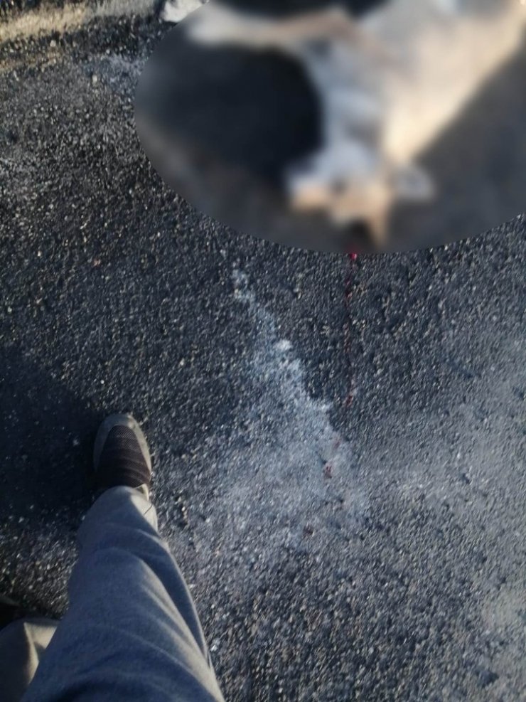 Koyunları telef eden kurt kazada telef oldu