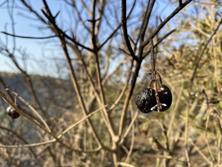 Hatay’da zeytin ağaçları kül oldu