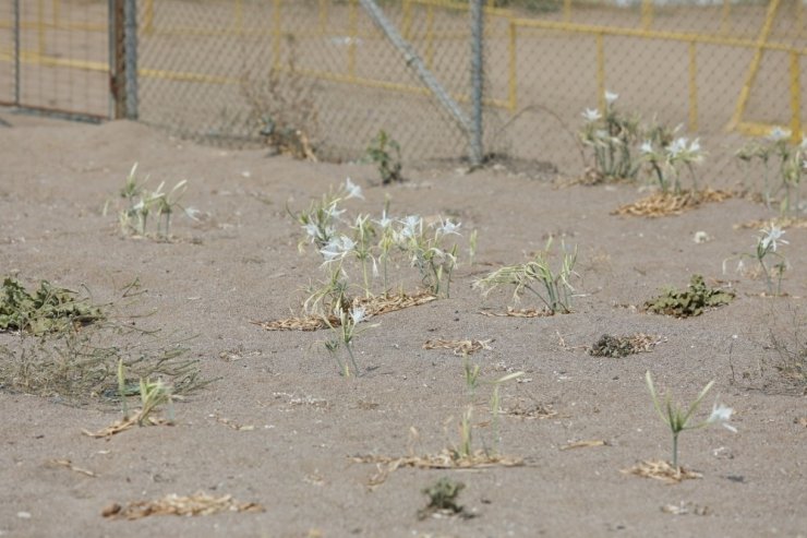 Kum zambaklarına tel örgülü koruma