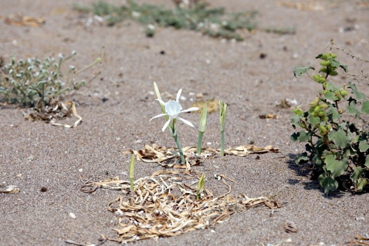 Kum zambaklarına tel örgülü koruma