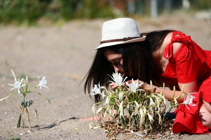 Kum zambaklarına tel örgülü koruma