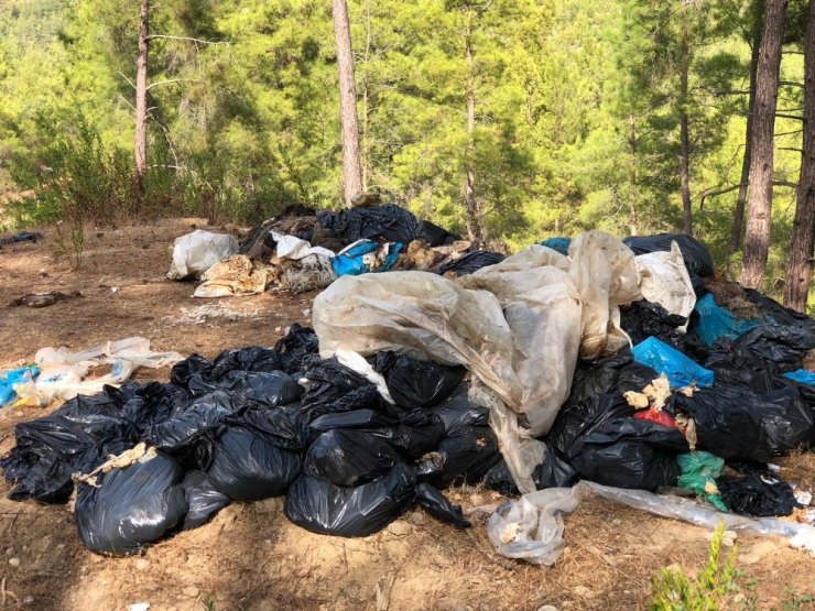 Kaçak kesilen domuzların iç organları ormanda bulundu, muhtar isyan etti