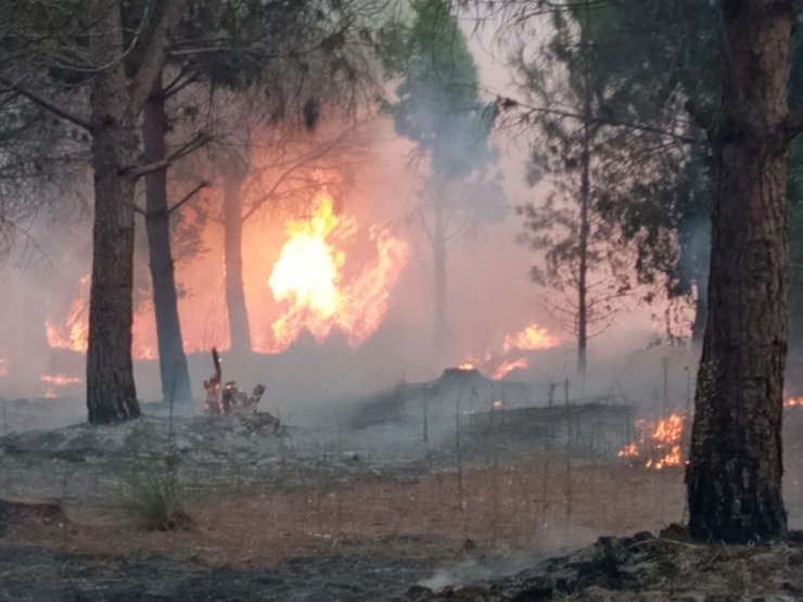 Tarsus’ta 3 hektar orman alanı yandı