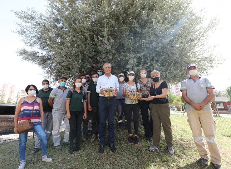 Bin 203 yaşındaki anıt ağacın zeytinleri eğitime katkı sunacak