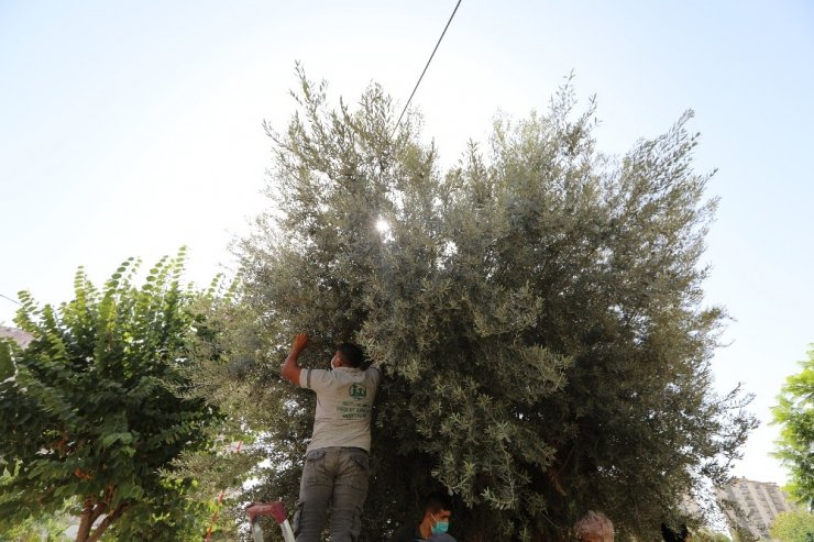 Bin 203 yaşındaki anıt ağacın zeytinleri eğitime katkı sunacak