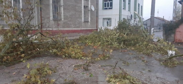 Yarım asırlık çınarlara yıldırım düştü, belediye mahalleli el ele verdi