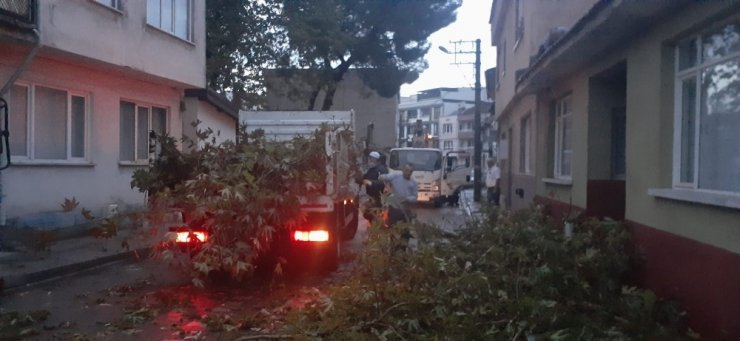 Yarım asırlık çınarlara yıldırım düştü, belediye mahalleli el ele verdi