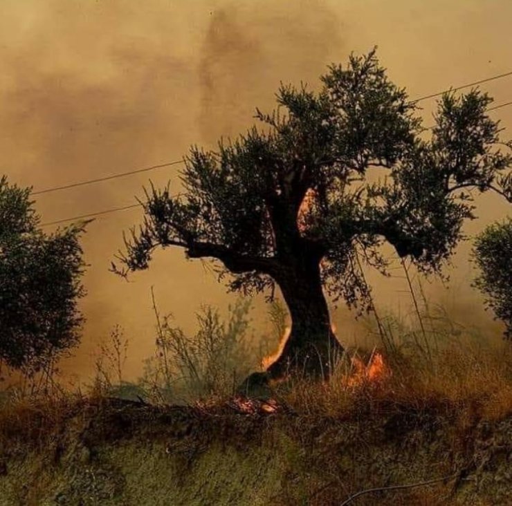 Suriye’de orman yangını devam ediyor
