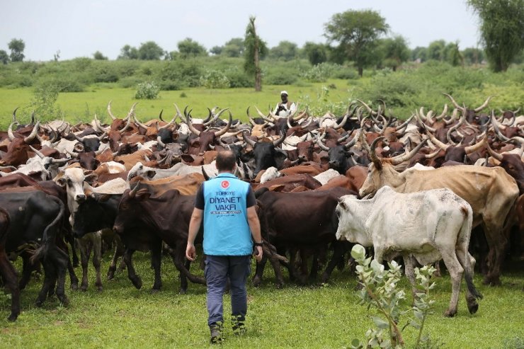 520 bin kişiye adak, akika ve şükür kurbanı eti ulaştırıldı