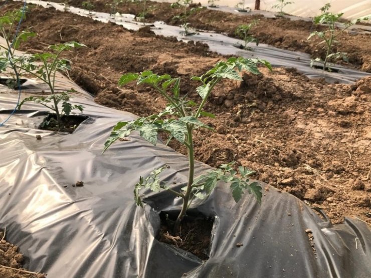 Yeşil gıda seracılıkta kış dönemi ürün çeşitliliği artırıldı