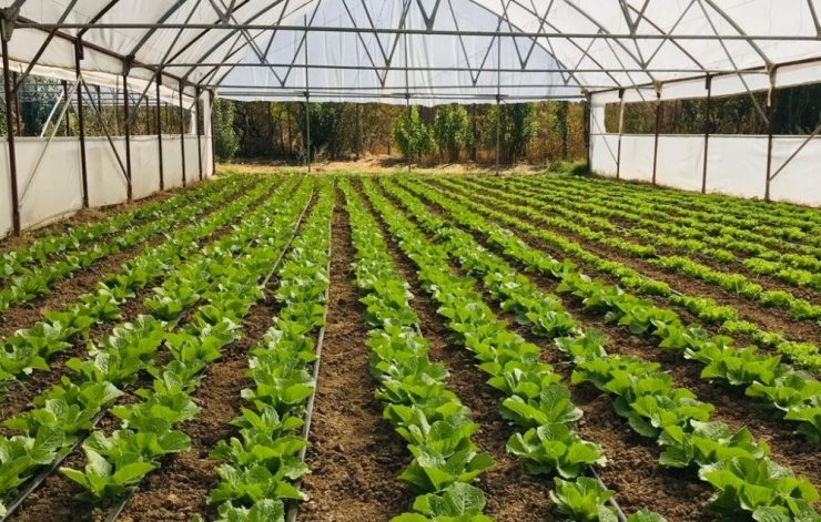 Yeşil gıda seracılıkta kış dönemi ürün çeşitliliği artırıldı
