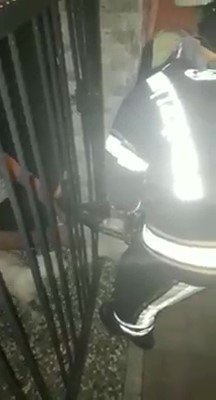 Demir parmaklıklara sıkışan yavru köpeği itfaiye ekipleri kurtardı