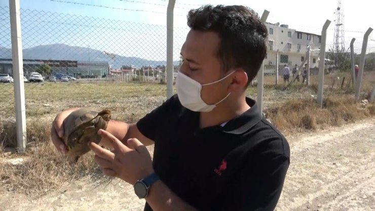 Yangında mahsur kalan kaplumbağaları böyle kurtardılar