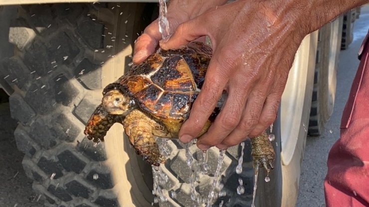 Yangında mahsur kalan kaplumbağaları böyle kurtardılar