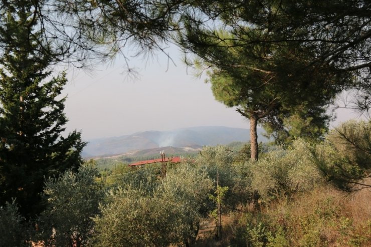 Hatay’ın Suriye sınırındaki orman yangını devam ediyor