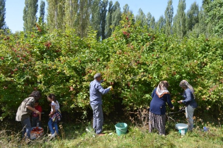Bünyan’da Gilaburu hasadı başladı