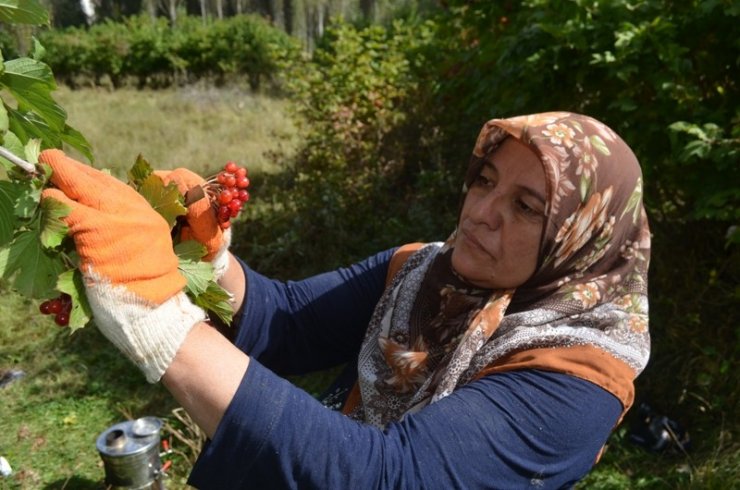 Bünyan’da Gilaburu hasadı başladı