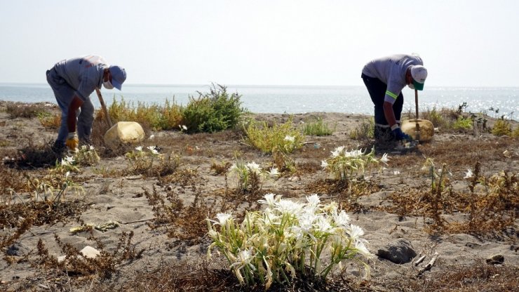 Kum zambakları Akdeniz Belediyesinin koruması altında