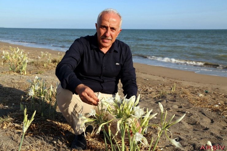 Kum zambakları Akdeniz Belediyesinin koruması altında