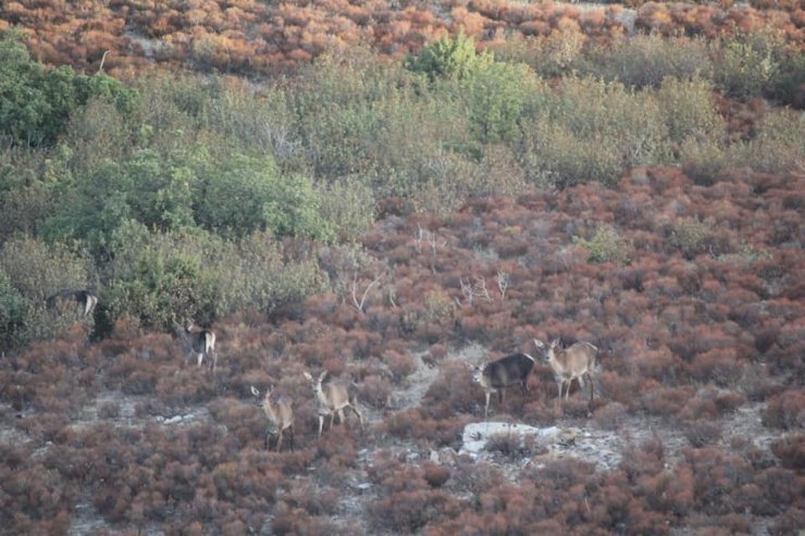 Afyonkarahisar ve Denizli’de yaban hayvanlarının envanteri çıkarıldı