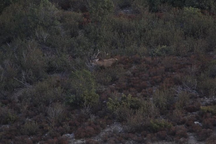 Afyonkarahisar ve Denizli’de yaban hayvanlarının envanteri çıkarıldı