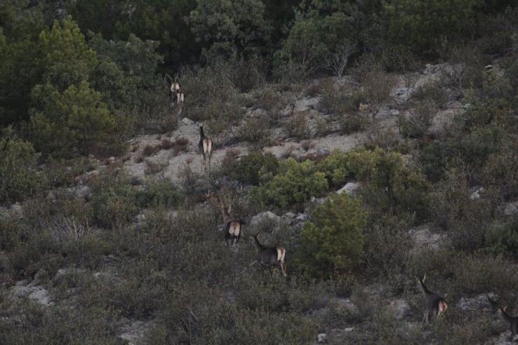 Afyonkarahisar ve Denizli’de yaban hayvanlarının envanteri çıkarıldı