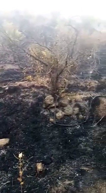 Adıyaman’da orman yangını korkuttu