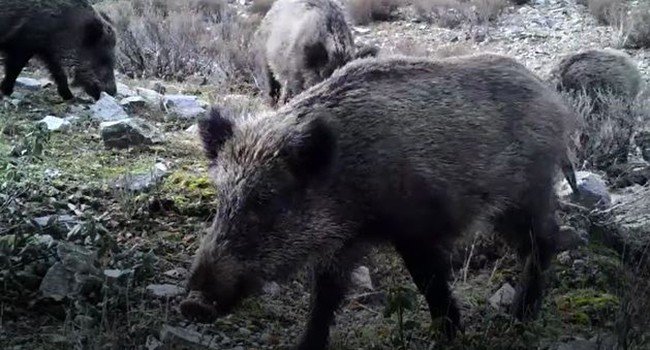 Yaban hayvanlarının foto kapana takılan muhteşem görüntüsü