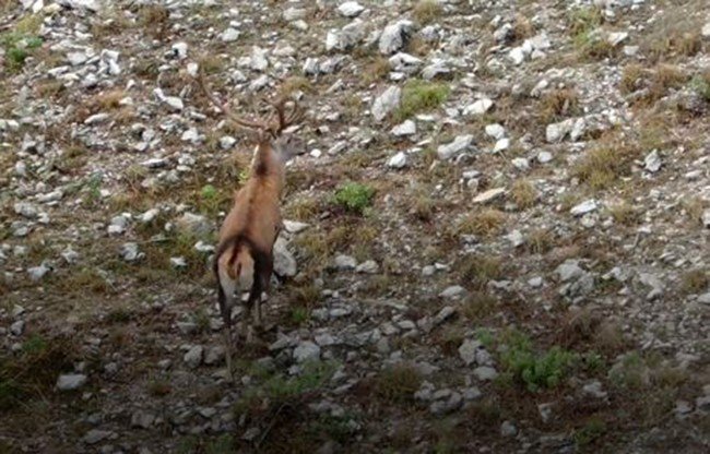 Yaban hayvanlarının foto kapana takılan muhteşem görüntüsü