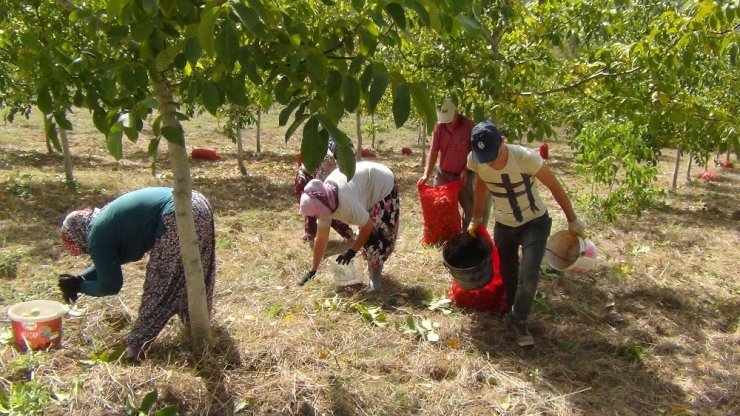 Bursa’da ceviz hasadı başladı
