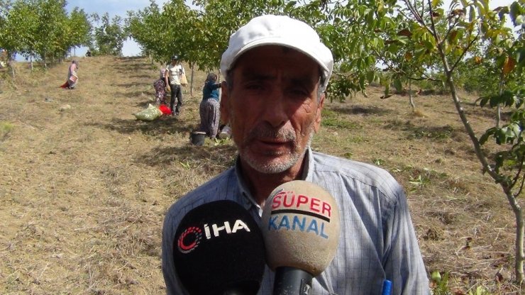 Bursa’da ceviz hasadı başladı