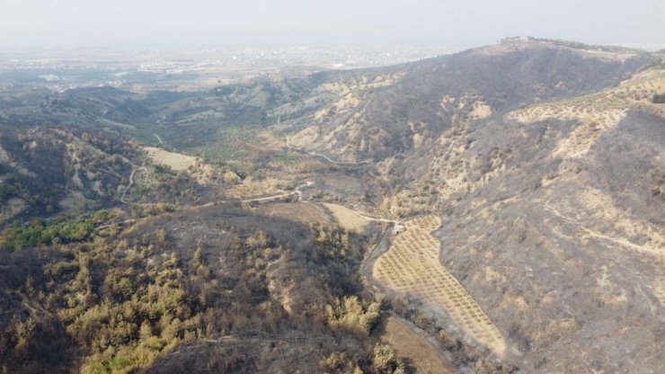 Hatay’daki orman yangınında 300 hektar alan zarar gördü