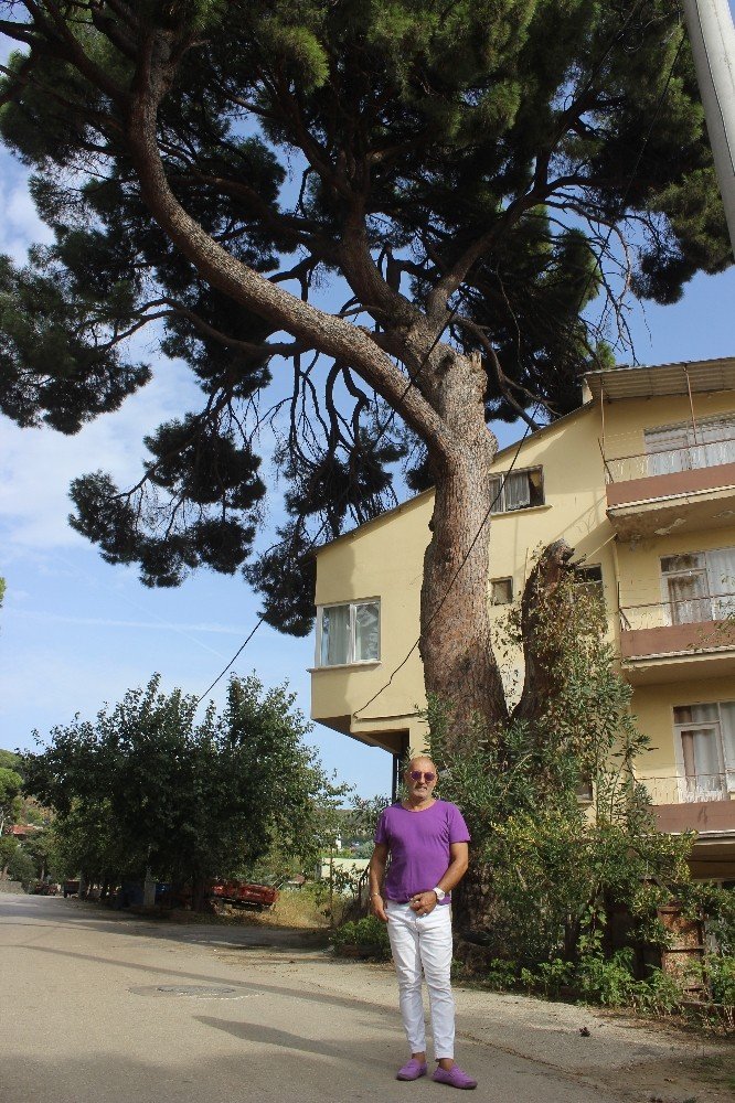 İngilizlerin topla yıkamadığı 700 yaşındaki tek kollu gazi hâlâ ayakta