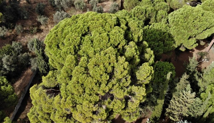 İngilizlerin topla yıkamadığı 700 yaşındaki tek kollu gazi hâlâ ayakta