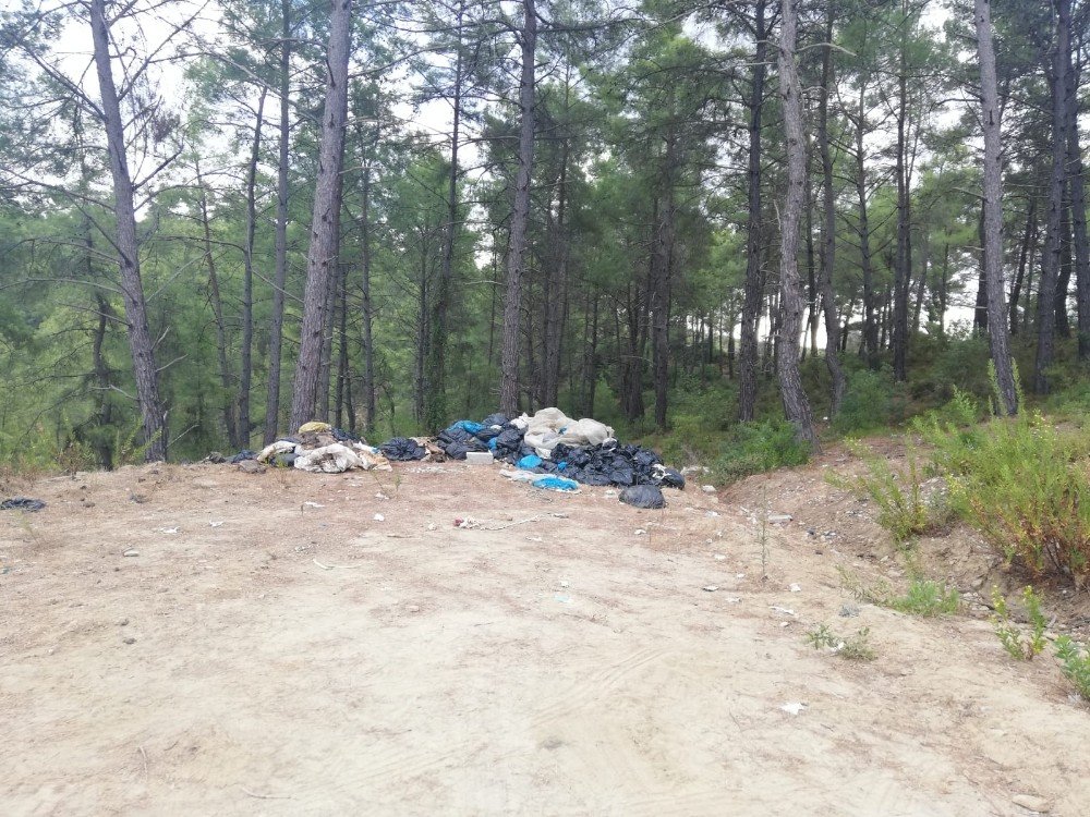 Manavgat'ta bir mezbahada kesilen domuzların iç organları ormana atıldı