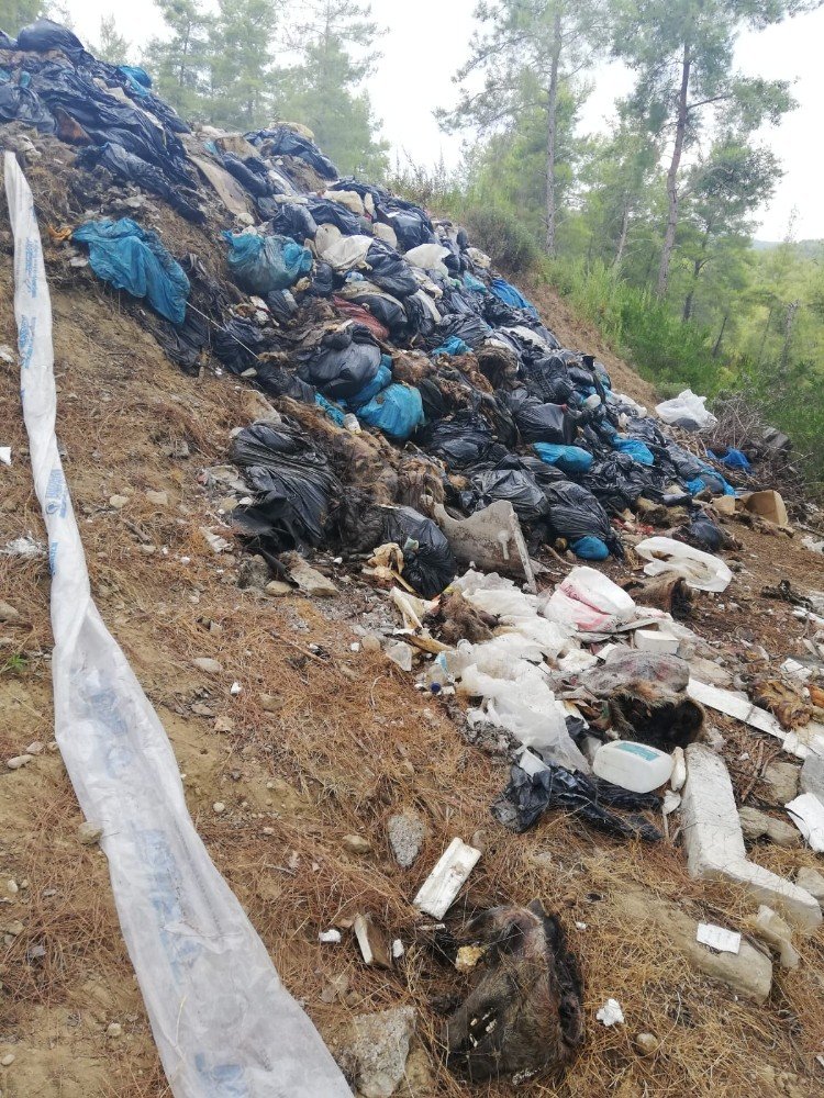 Manavgat'ta bir mezbahada kesilen domuzların iç organları ormana atıldı