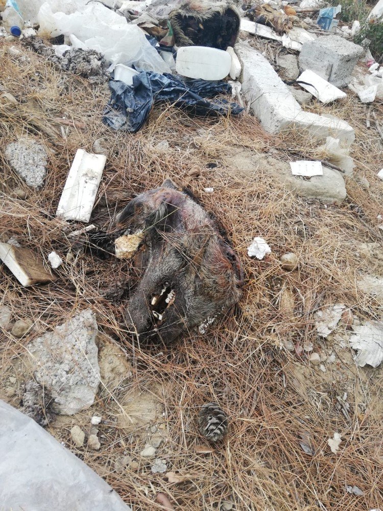 Manavgat'ta bir mezbahada kesilen domuzların iç organları ormana atıldı