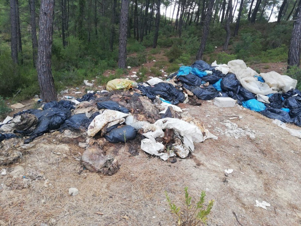 Manavgat'ta bir mezbahada kesilen domuzların iç organları ormana atıldı