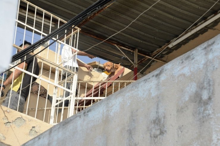 Adana’da pitbull operasyonu