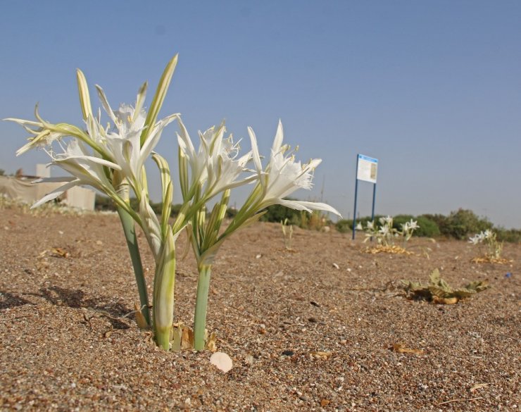 Kum Zambakları koruma altında