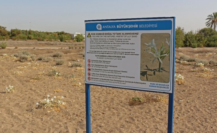 Kum Zambakları koruma altında