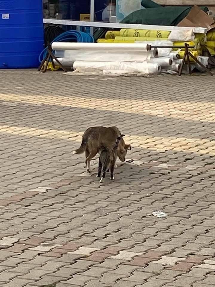Sokak köpeği kediye annelik yapıyor