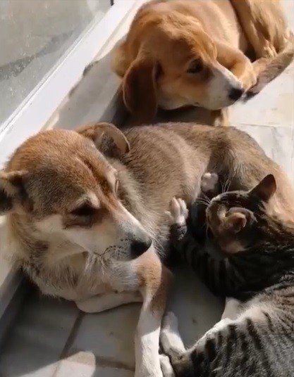 Sokak köpeği kediye annelik yapıyor