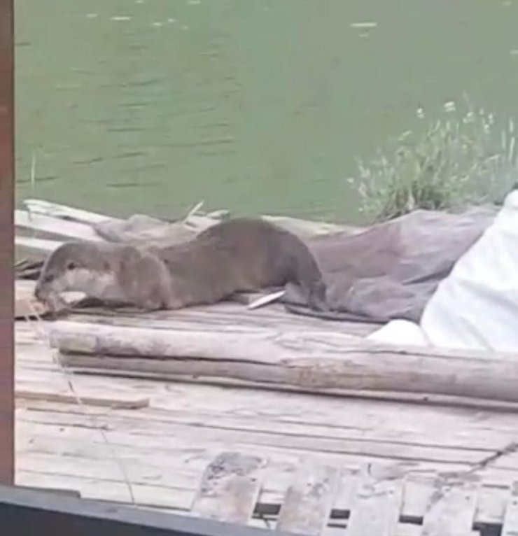 Elazığ’da koruma altındaki su samuru görüntülendi