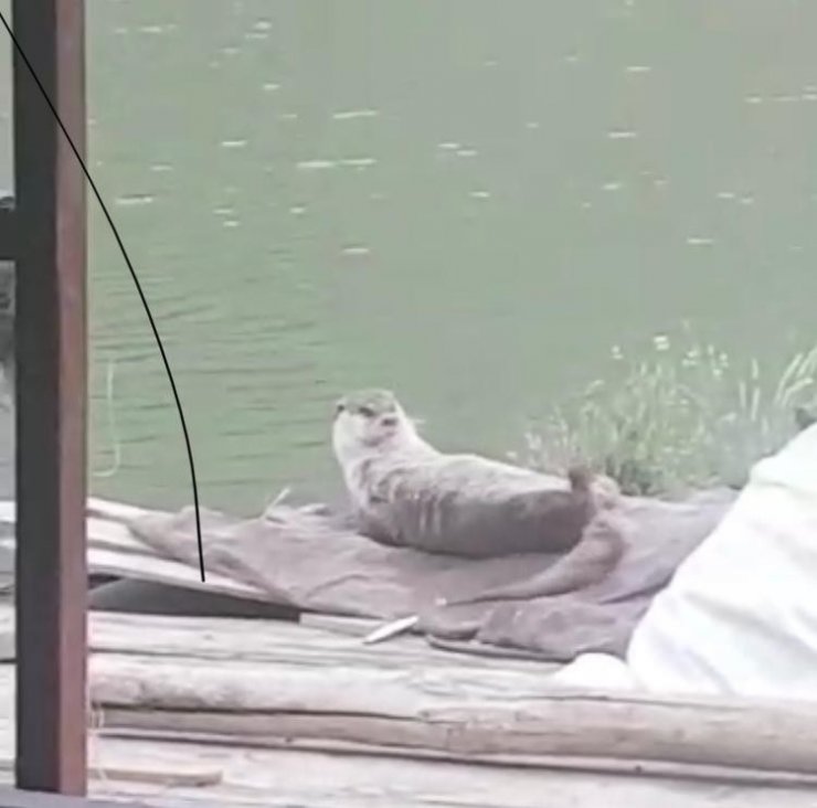 Elazığ’da koruma altındaki su samuru görüntülendi