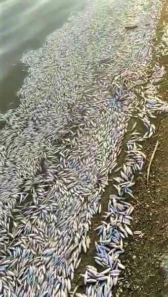 Balık ölümleri Eskişehir sınırına sıçradı