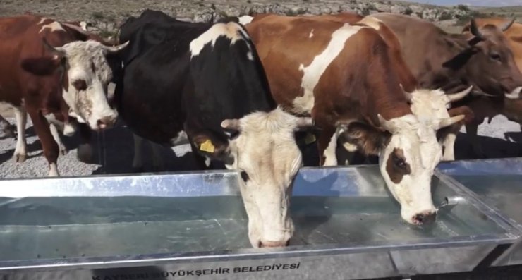 Büyükşehir’den kırsala hayvancılık desteği