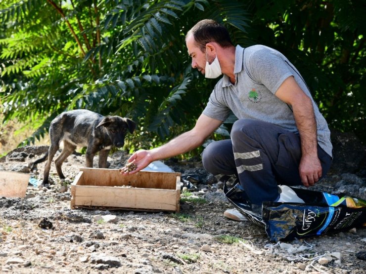 Sevimli patiler sahipsiz değil