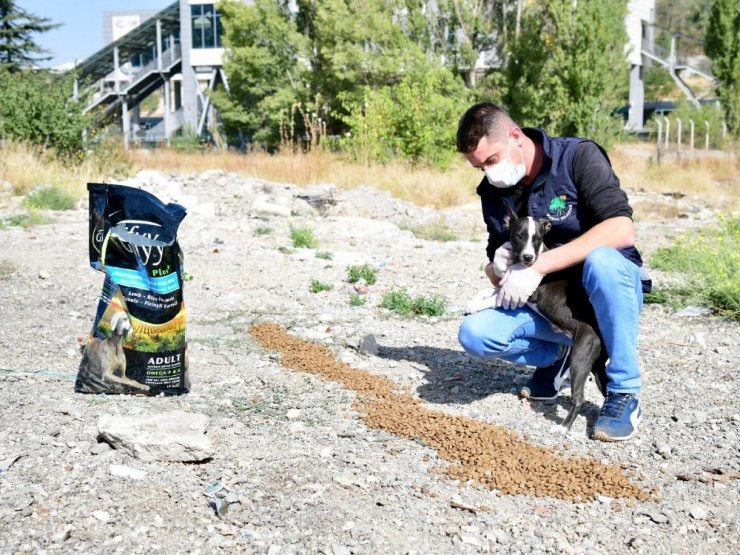 Sevimli patiler sahipsiz değil