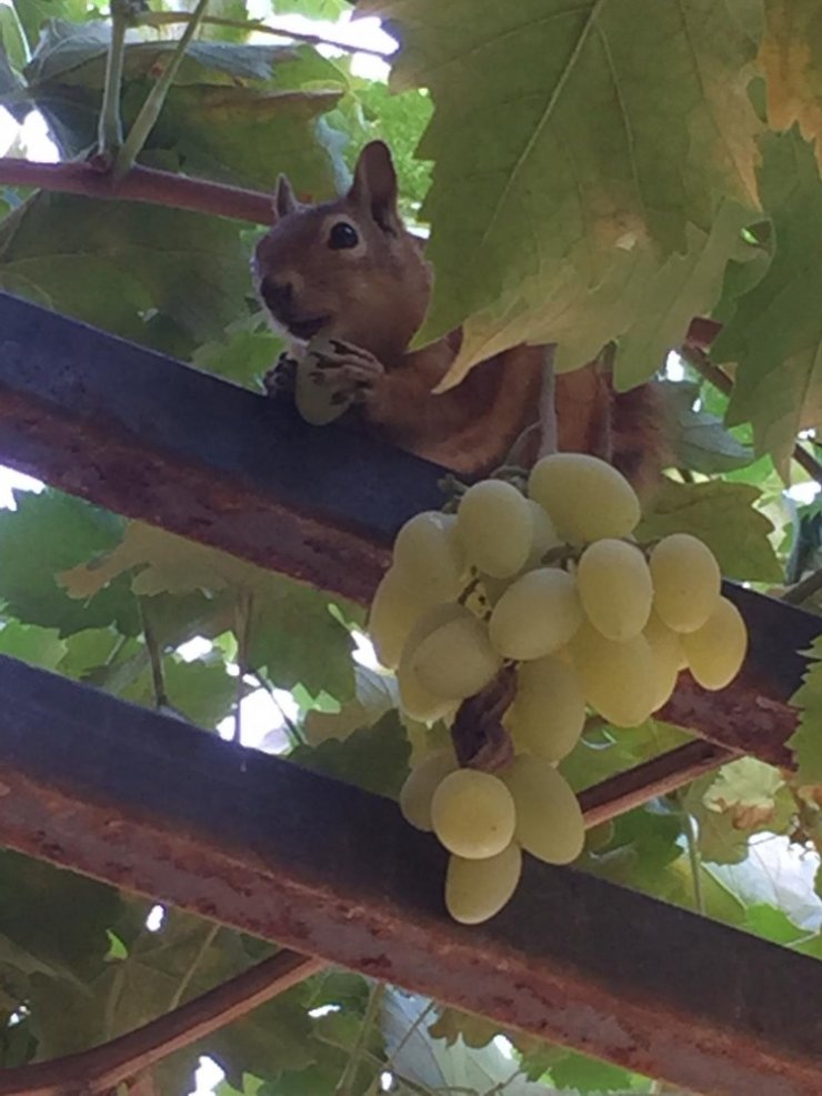 Üzüm hırsızı sincap suçüstü yakalandı